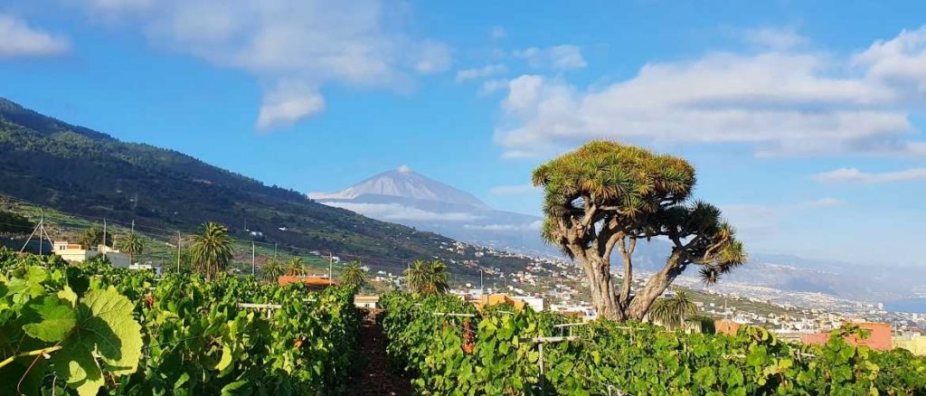 La bodega Hacienda de Acentejo, tiene mas de 70 años produciendo vinos de la mejor calidad en la Victoria de Acentejo en Santa Cruz de Tenerife. La calidad de nuestros vinos proviene del esmero y cuidado que le dedicamos, además del clima y la conjunción de volcanes y mar, lo que lo hacen único.